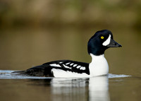 Barrow's Goldeneye Bucephala islandica