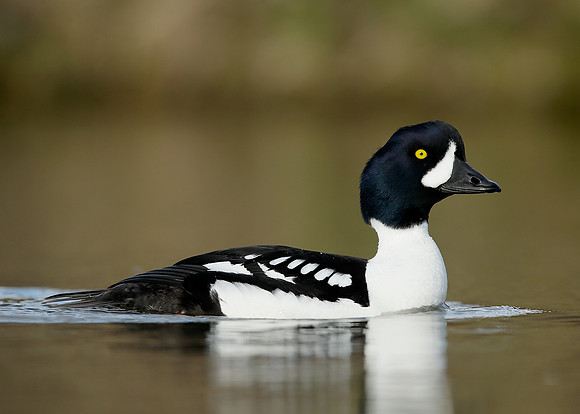 Barrow's Goldeneye Bucephala islandica