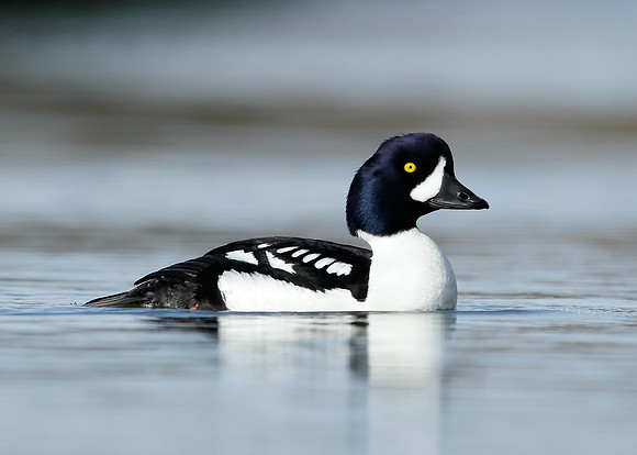 Barrow's Goldeneye Bucephala islandica