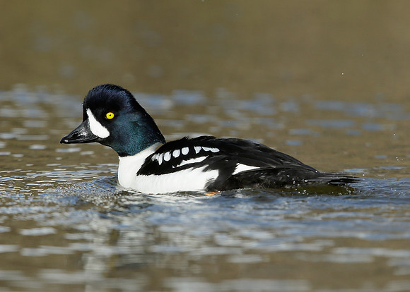 Barrow's Goldeneye Bucephala islandica