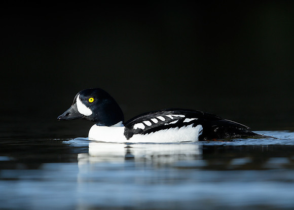 Barrow's Goldeneye Bucephala islandica