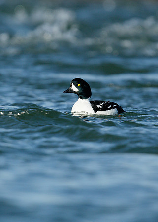 Barrow's Goldeneye Bucephala islandica
