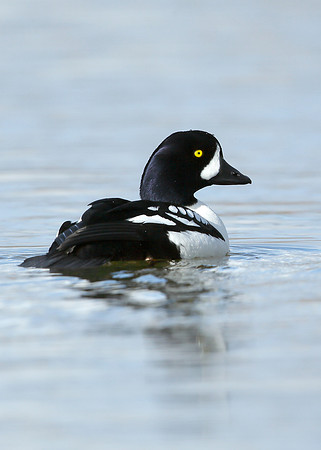 Barrow's Goldeneye Bucephala islandica