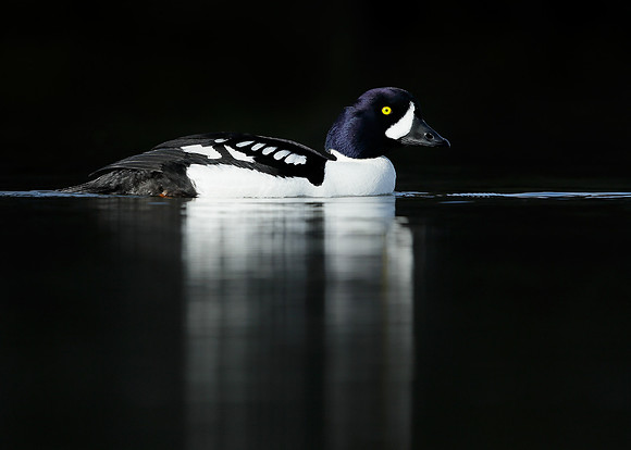 Barrow's Goldeneye Bucephala islandica