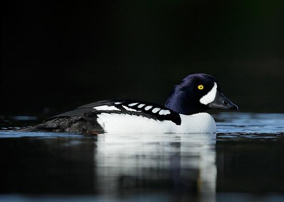 Barrow's Goldeneye Bucephala islandica