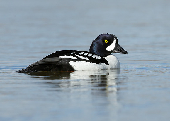Barrow's Goldeneye Bucephala islandica
