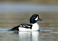 Barrow's Goldeneye Bucephala islandica