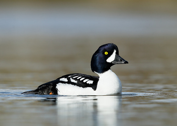 Barrow's Goldeneye Bucephala islandica