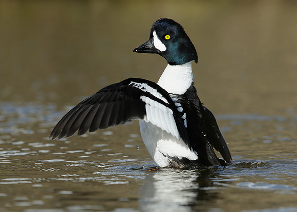 Barrow's Goldeneye Bucephala islandica