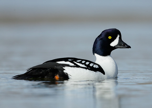 Barrow's Goldeneye Bucephala islandica