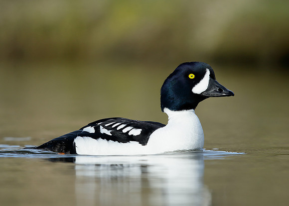 Barrow's Goldeneye Bucephala islandica