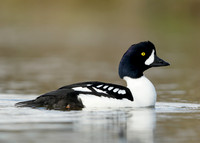 Barrow's Goldeneye Bucephala islandica