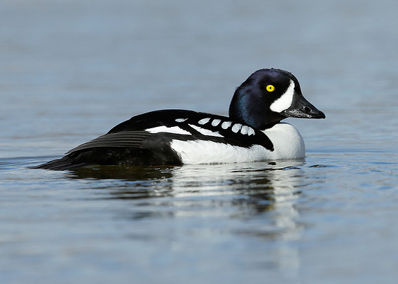 Barrow's Goldeneye Bucephala islandica