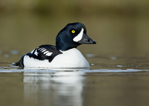 Barrow's Goldeneye Bucephala islandica