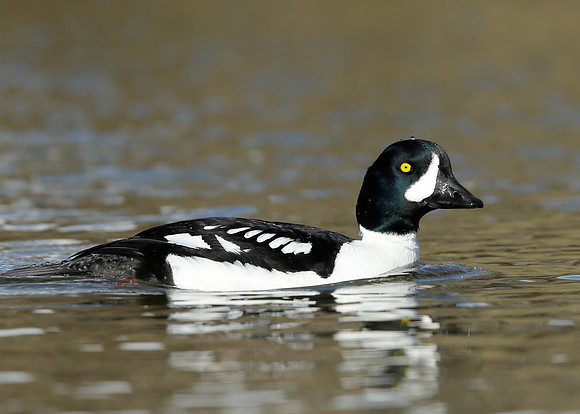 Barrow's Goldeneye Bucephala islandica