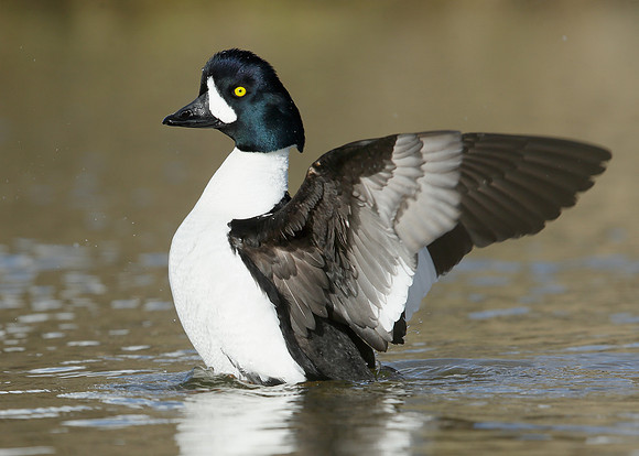 Barrow's Goldeneye Bucephala islandica