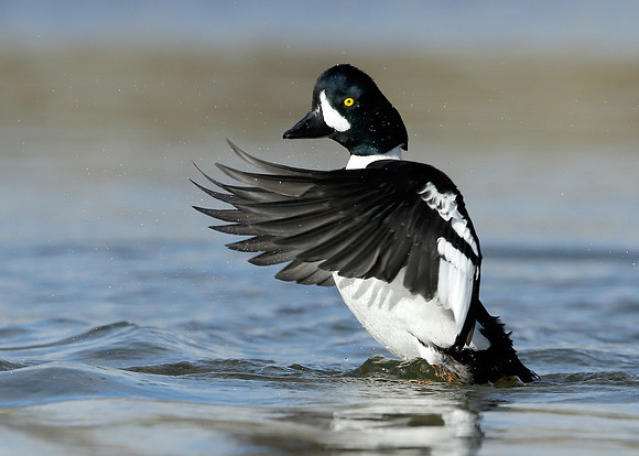 Barrow's Goldeneye Bucephala islandica