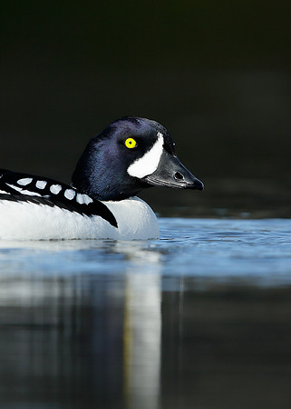 Barrow's Goldeneye Bucephala islandica