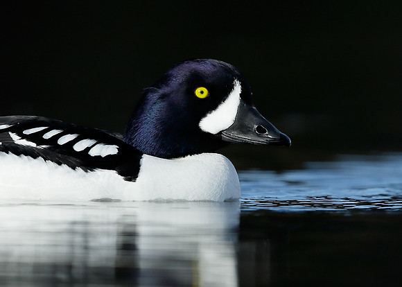 Barrow's Goldeneye Bucephala islandica