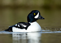 Barrow's Goldeneye Bucephala islandica