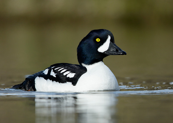 Barrow's Goldeneye Bucephala islandica