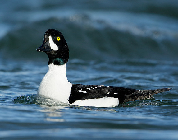 Barrow's Goldeneye Bucephala islandica