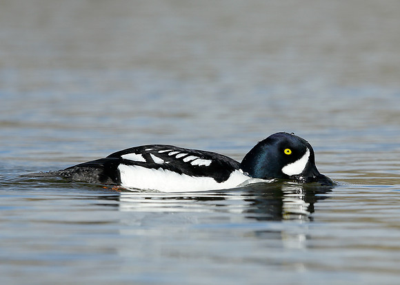Barrow's Goldeneye Bucephala islandica