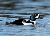 Barrow's Goldeneye Bucephala islandica