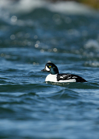 Barrow's Goldeneye Bucephala islandica