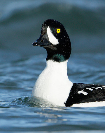 Barrow's Goldeneye Bucephala islandica
