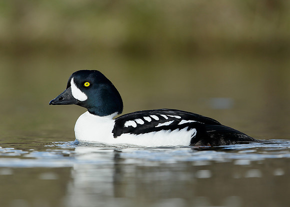 Barrow's Goldeneye Bucephala islandica
