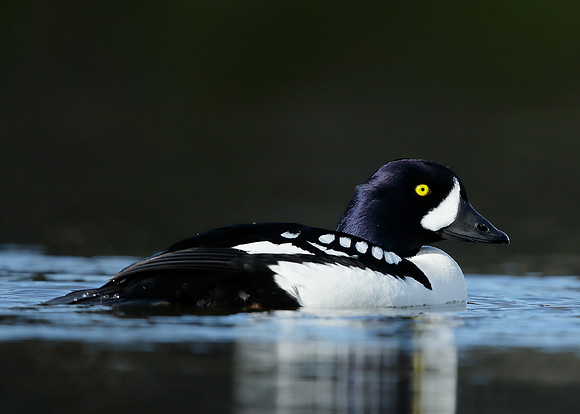 Barrow's Goldeneye Bucephala islandica