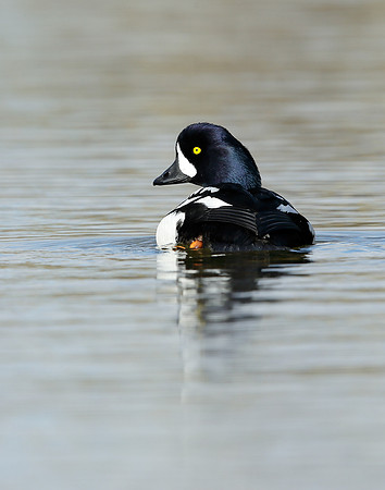 Barrow's Goldeneye Bucephala islandica