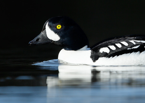 Barrow's Goldeneye Bucephala islandica