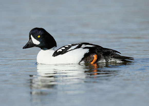 Barrow's Goldeneye Bucephala islandica