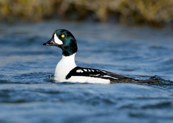 Barrow's Goldeneye Bucephala islandica
