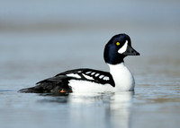 Barrow's Goldeneye Bucephala islandica