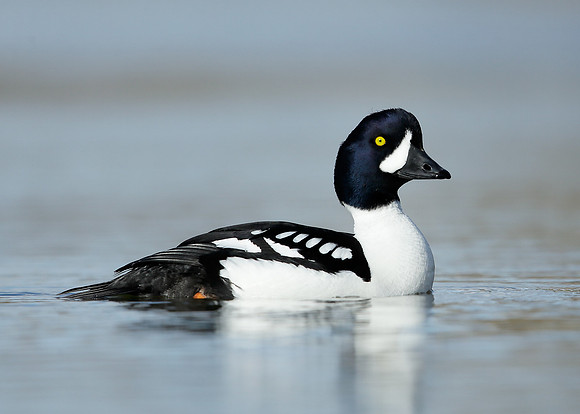 Barrow's Goldeneye Bucephala islandica