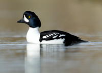 Barrow's Goldeneye Bucephala islandica