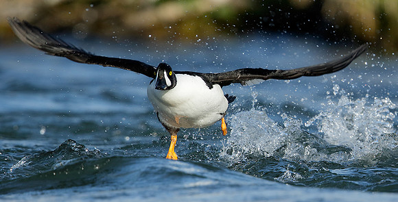 Barrow's Goldeneye Bucephala islandica