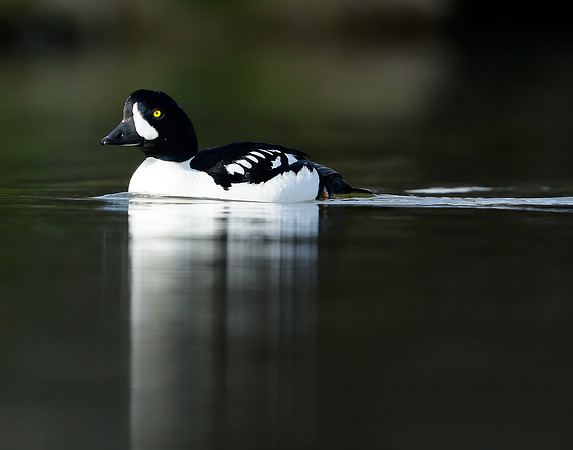Barrow's Goldeneye Bucephala islandica