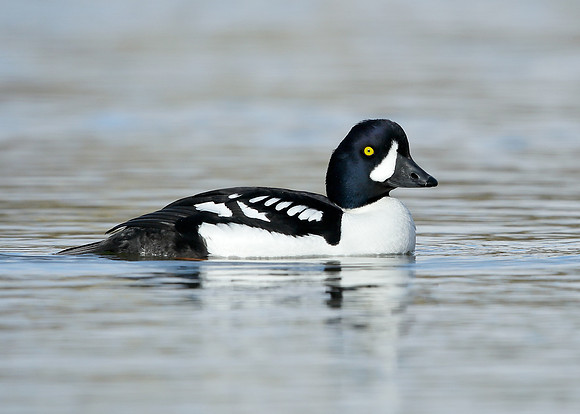 Barrow's Goldeneye Bucephala islandica