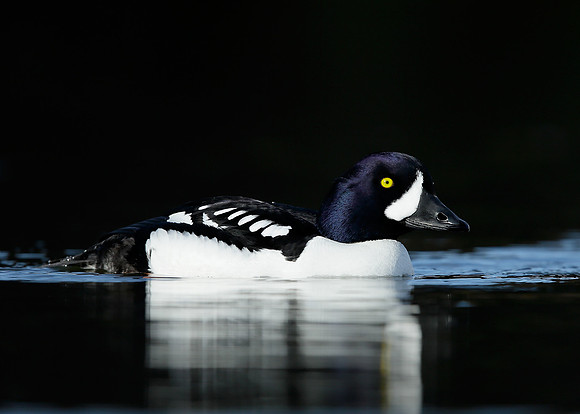 Barrow's Goldeneye Bucephala islandica