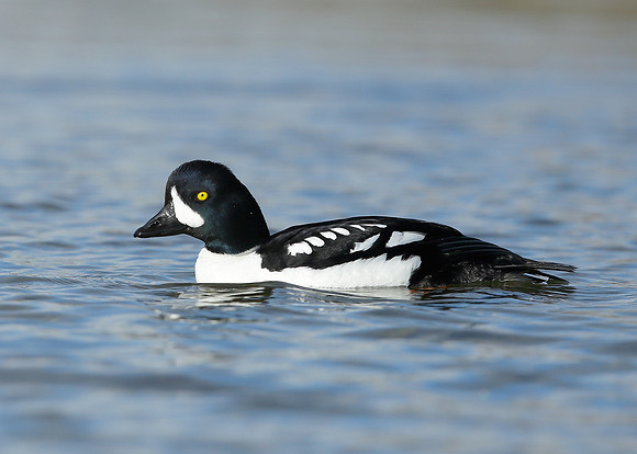 Barrow's Goldeneye Bucephala islandica