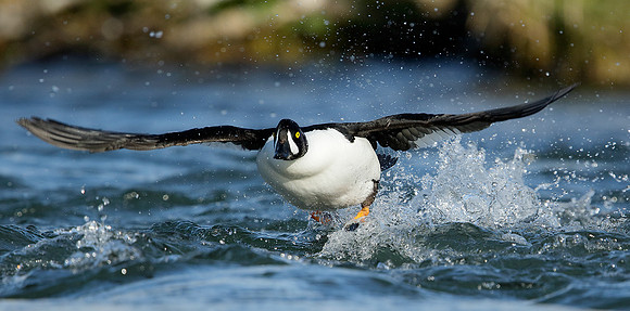 Barrow's Goldeneye Bucephala islandica