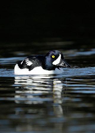 Barrow's Goldeneye Bucephala islandica