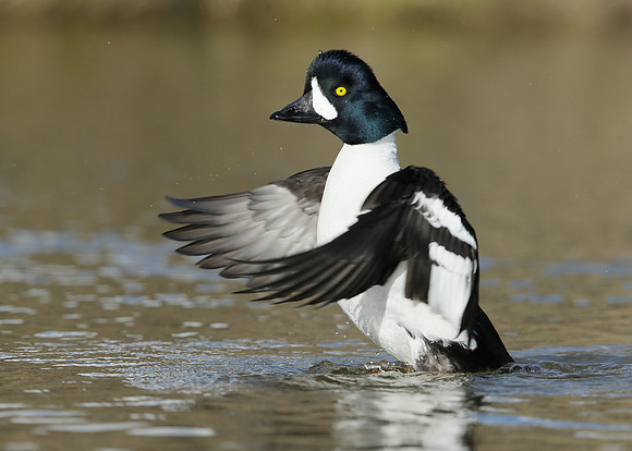Barrow's Goldeneye Bucephala islandica