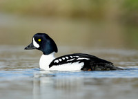 Barrow's Goldeneye Bucephala islandica