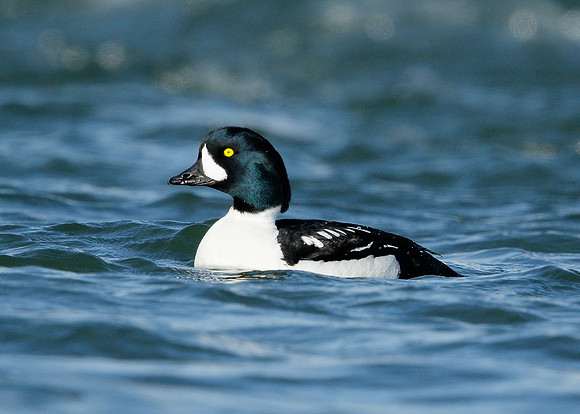 Barrow's Goldeneye Bucephala islandica