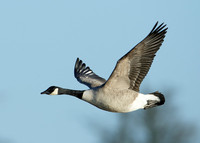 Canada Goose Branta canadensis
